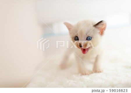 仔猫　生後4週間　保護猫 59016623