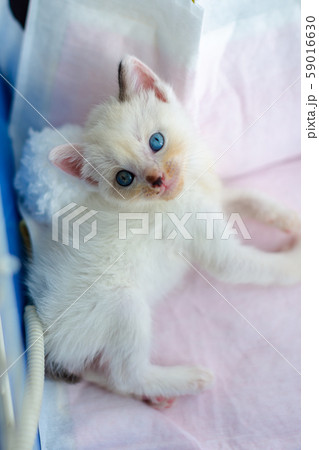 仔猫 生後4週間 保護猫 仔猫 生後4週間 保護猫 59016630