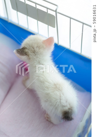 仔猫　生後4週間　保護猫 59016631