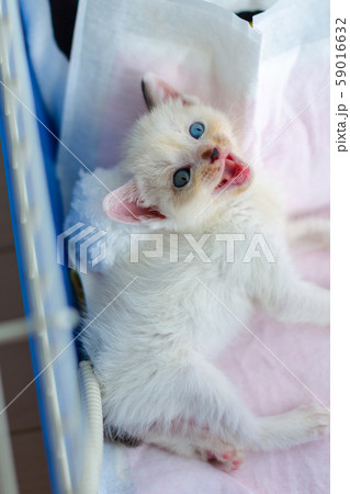 仔猫 生後4週間 保護猫 仔猫 生後4週間 保護猫 59016632