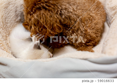 仔猫と犬 59016633