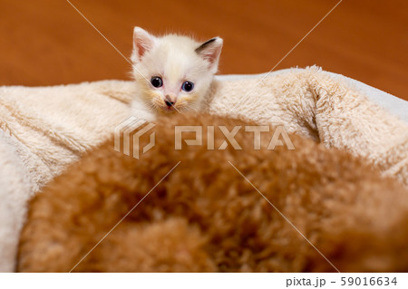 仔猫と犬 仔猫と犬 59016634
