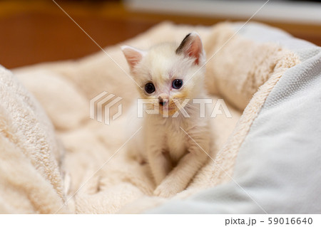 仔猫　生後4週間　保護猫 59016640