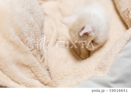 仔猫　生後4週間　保護猫 59016641