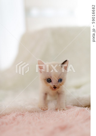 仔猫　生後4週間　保護猫 59016682