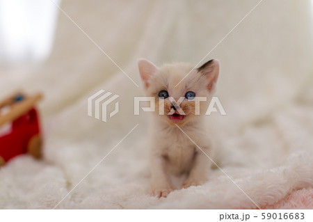 仔猫　生後4週間　保護猫 59016683