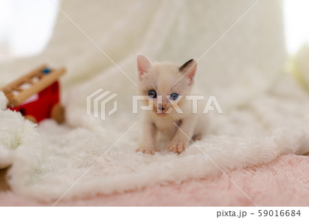 仔猫　生後4週間　保護猫 59016684
