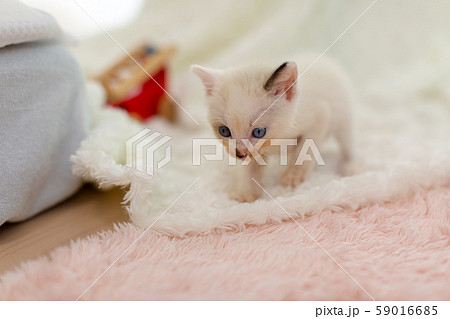 仔猫　生後4週間　保護猫 59016685