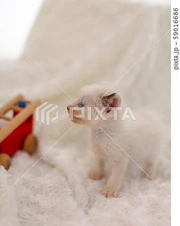 仔猫　生後4週間　保護猫 59016686