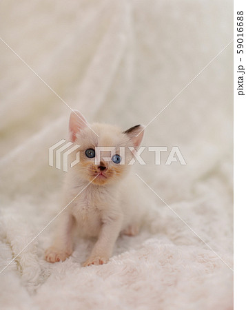 仔猫　生後4週間　保護猫 59016688