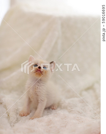 仔猫　生後4週間　保護猫 59016695