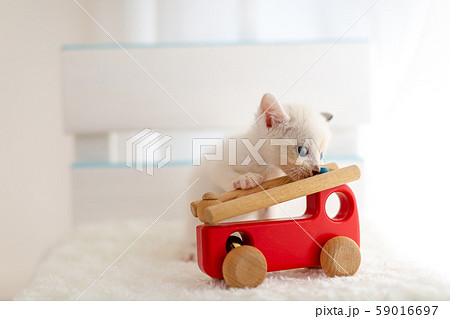 仔猫 生後4週間 保護猫 仔猫 生後4週間 保護猫 59016697