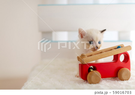 仔猫　生後4週間　保護猫 59016703