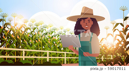 woman farmer with tablet monitoring corn field condition countrywoman controlling agricultural woman farmer with tablet monitoring corn field condition countrywoman controlling agricultural 59017011