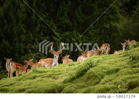 Deers near the Forest 59017174