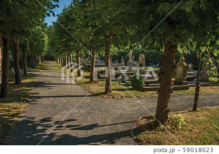 Pathway with trees in a cemetery of Damme 59018023