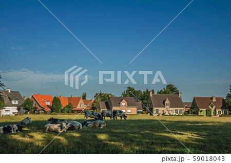 Cows and cottages in front of fields next the village of Damme 59018043