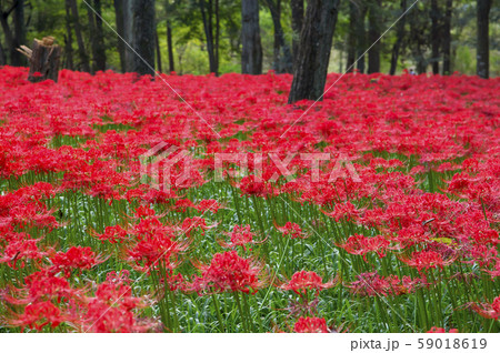 曼珠沙華咲く巾着田 59018619