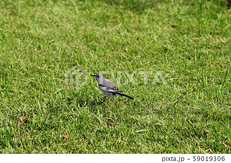 ハクセキレイ　Japanese Pied Wagtail 59019306