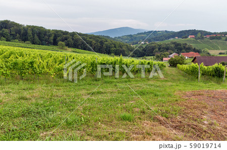 Summer Slovenian landscape near Maribor, Slovenia. Summer Slovenian landscape near Maribor, Slovenia. 59019714