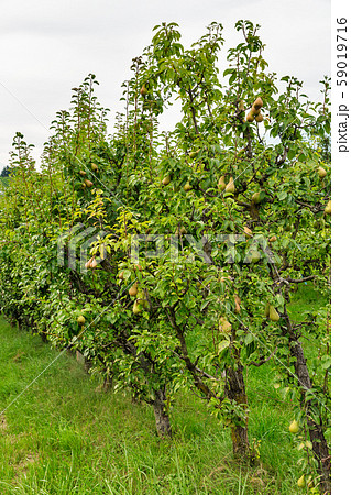 Pear trees growing in Tuscany, Italy. 59019716