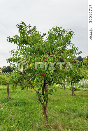 Peach tree growing in Slovenia. 59019717