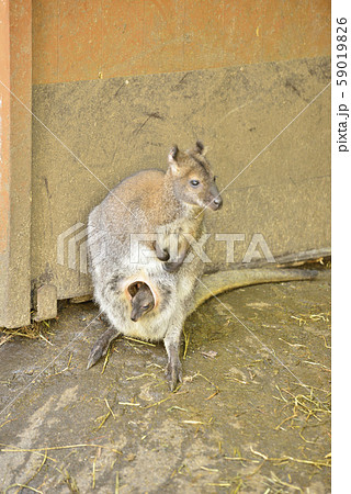 【ワラビー】母親と母親の袋に入る赤ちゃんワラビー 59019826