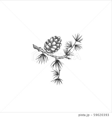 Pine branch isolated on white background, cone, needles, hand draw, decorative botanical illustration for design, Christmas tree, vector 59020393
