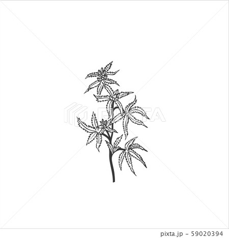 Cannabis Branches And Leaves Isolated On White のイラスト素材