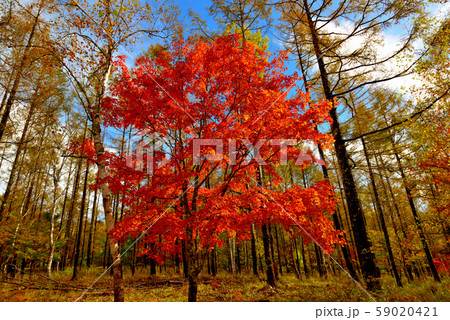 色鮮やかな奥蓼科の紅葉 色鮮やかな奥蓼科の紅葉 59020421