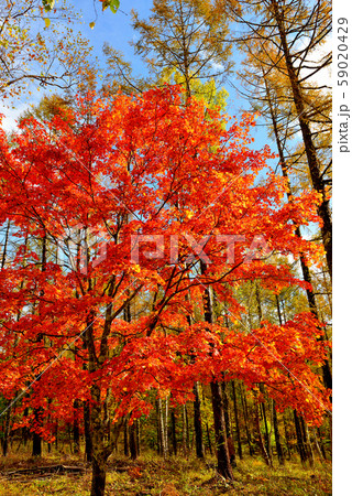 色鮮やかな奥蓼科の紅葉 色鮮やかな奥蓼科の紅葉 59020429