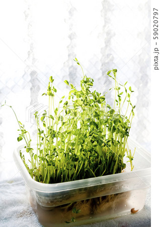 豆苗 リボーンベジタブル 59020797