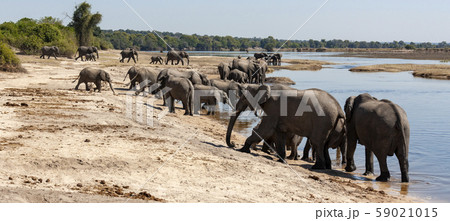 African Elephants - Botswana - Africa African Elephants - Botswana - Africa 59021015