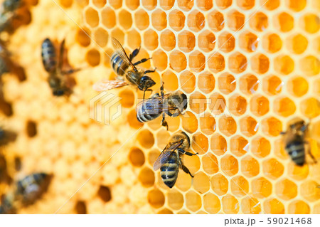 Macro photo of a bee hive on a honeycomb with copyspace. Bees produce fresh, healthy, honey. 59021468