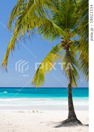 Palm Beach In Tropical Idyllic Paradise Island - Caribbean - Dominican Republic Punta Cana 59021534