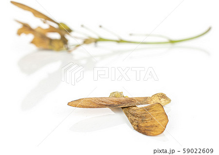 Wined brown samara achene isolated on white 59022609