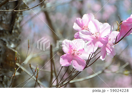 咲き誇るアカヤシオ（篭山･鳥居峠／群馬県前橋市） 59024228