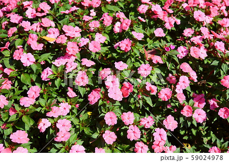 ニューギニアインパチェンスの花 ニューギニアインパチェンスの花 59024978