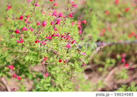 チェリーセージの花 59024985