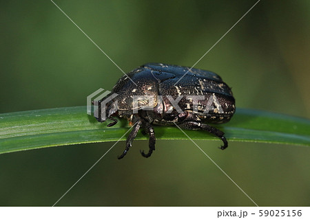 生き物 昆虫 シラホシハナムグリ、十月下旬の雑木林で。上翅の白斑が多いらしいですが・・・ 生き物 昆虫 シラホシハナムグリ、十月下旬の雑木林で。上翅の白斑が多いらしいですが・・・ 59025156