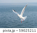 有明海に舞うカモメ 59025211