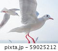 有明海に舞うカモメ 59025212