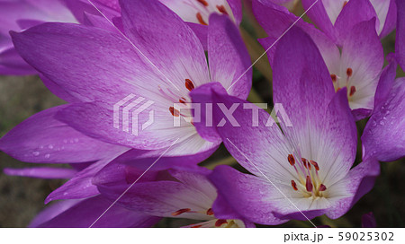 コルチカム コルチカム 59025302