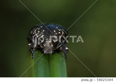 生き物 昆虫 シラホシハナムグリ、頭盾の先端が真っすぐ一直線であることが外観上の大きな特徴だそうです 生き物 昆虫 シラホシハナムグリ、頭盾の先端が真っすぐ一直線であることが外観上の大きな特徴だそうです 59025304