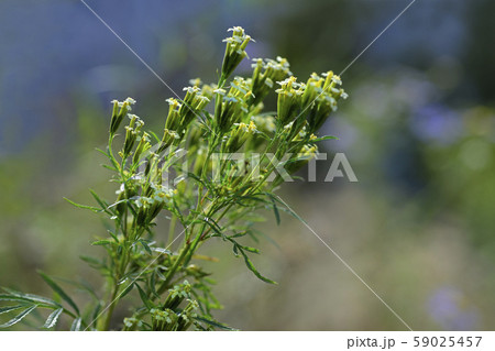 野生の花 花 黄色 59025457