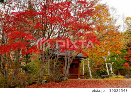 色鮮やかな 横谷渓谷の紅葉 59025543