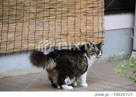 外猫（１０歳） 59026723