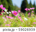風に揺れるコスモスたち 59026939