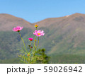 久住に咲くコスモス 59026942