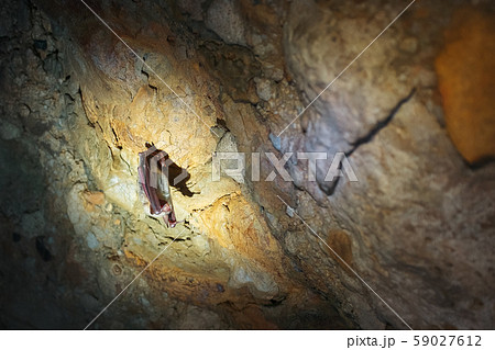 A brown bat hangs upside down in a cave. Night A brown bat hangs upside down in a cave. Night 59027612
